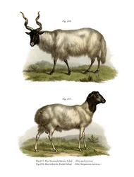 Schaap